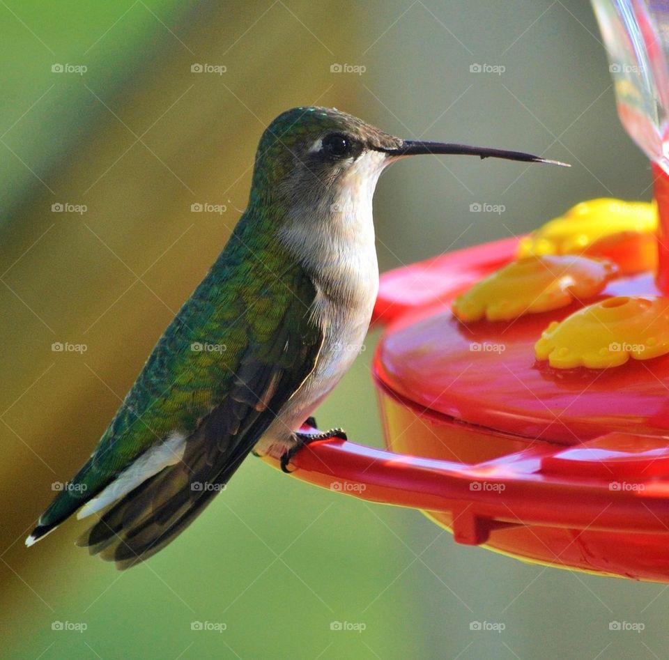 Hummingbird perching on bird feeder