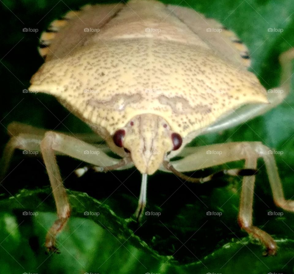 कीड़ा (Insect)