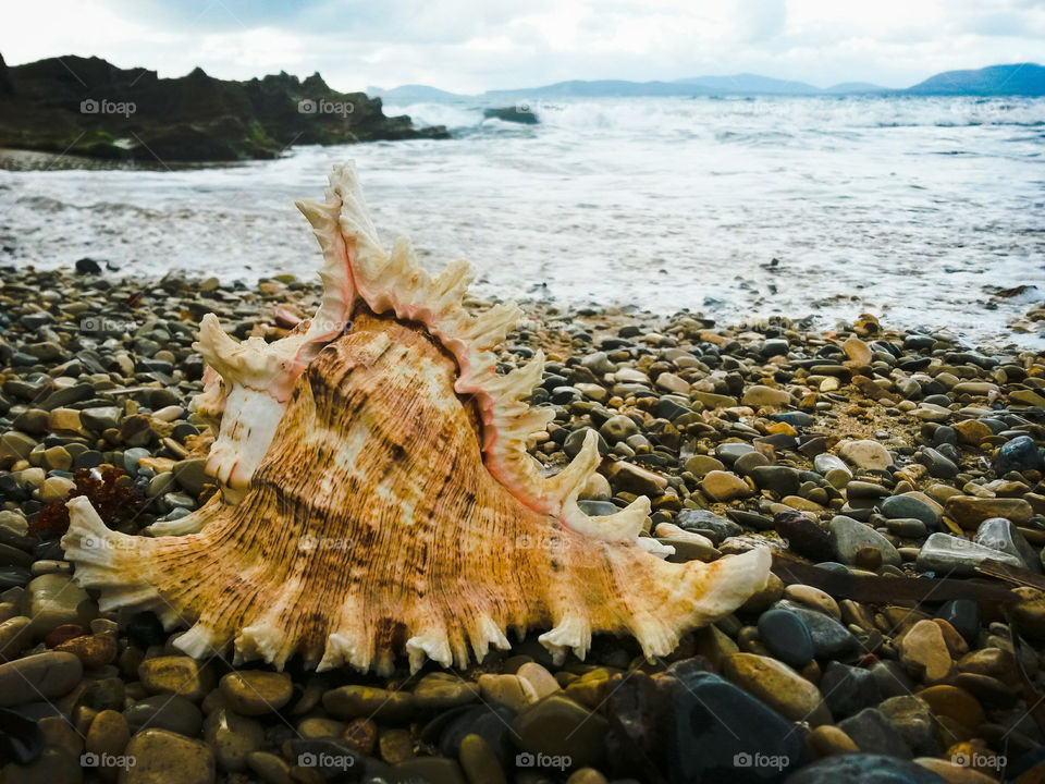 Seashell agianst sea at beach