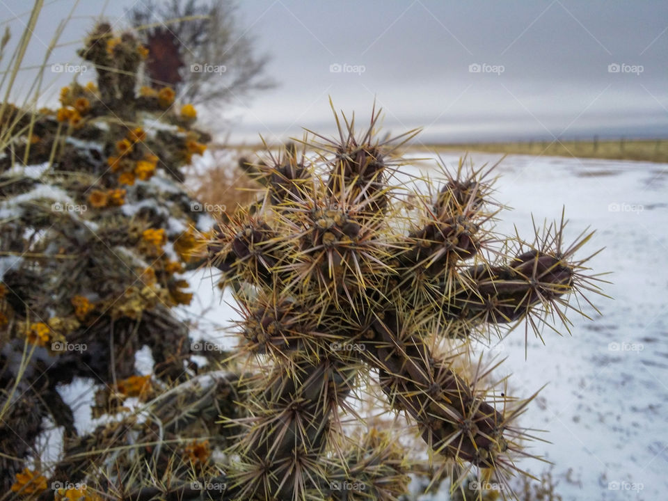 Cold Cactus - Winter is Coming!