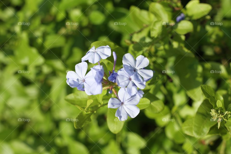 Flowers. Blue flowers