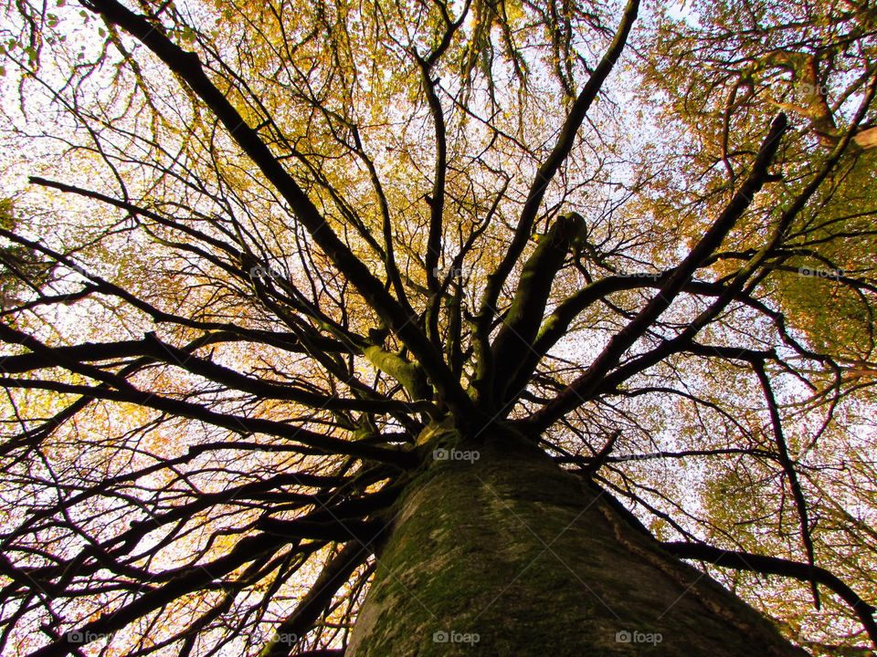 Low angle view of large birch tree