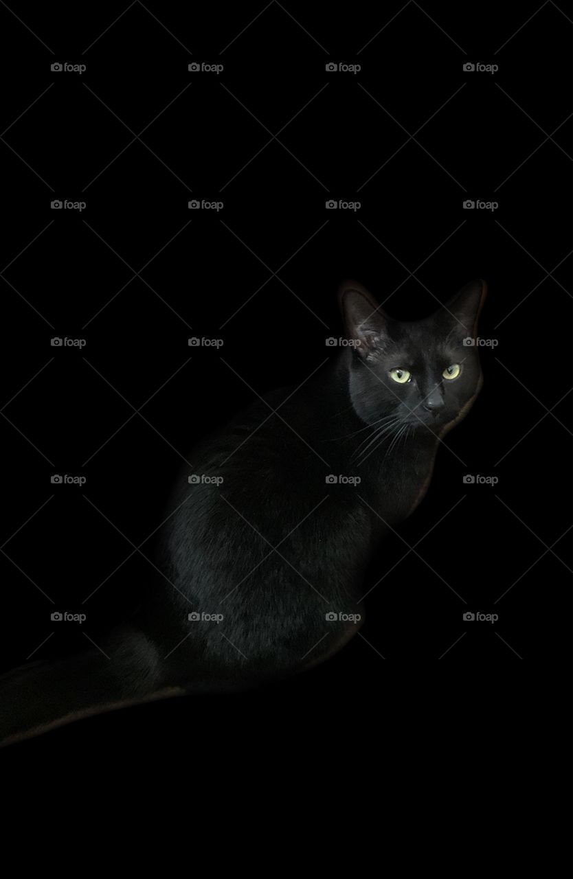 Black cat portrait 
