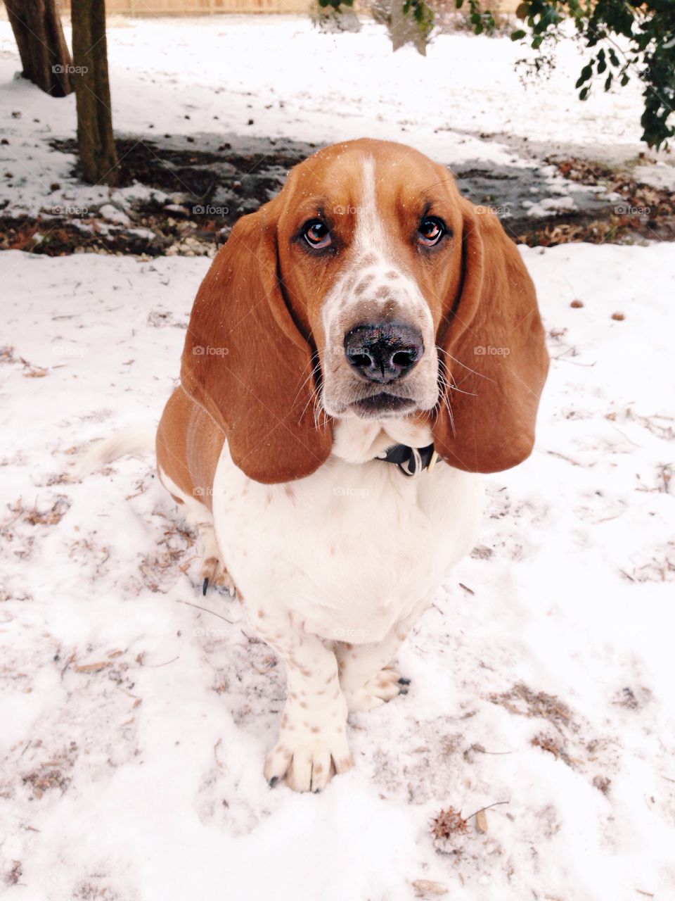 Basset Hound In Snow. Basset hound puppy standing in snow