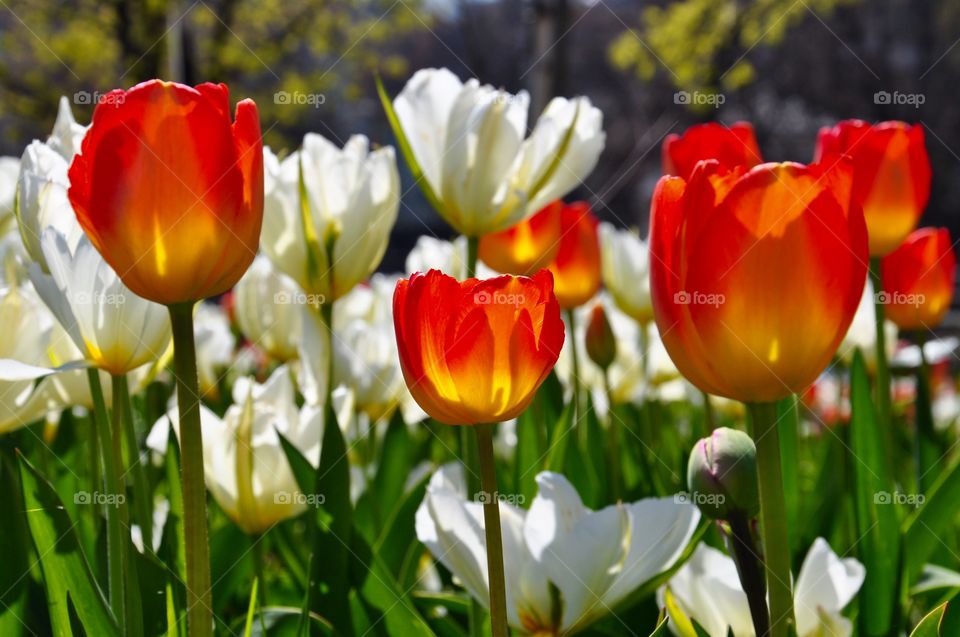 Tulip, Nature, Flower, No Person, Garden