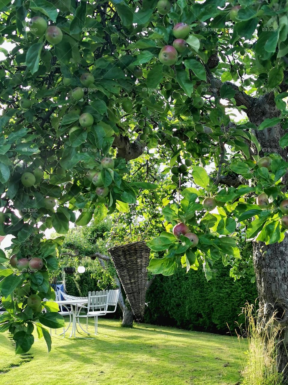 Apple tree in the garden