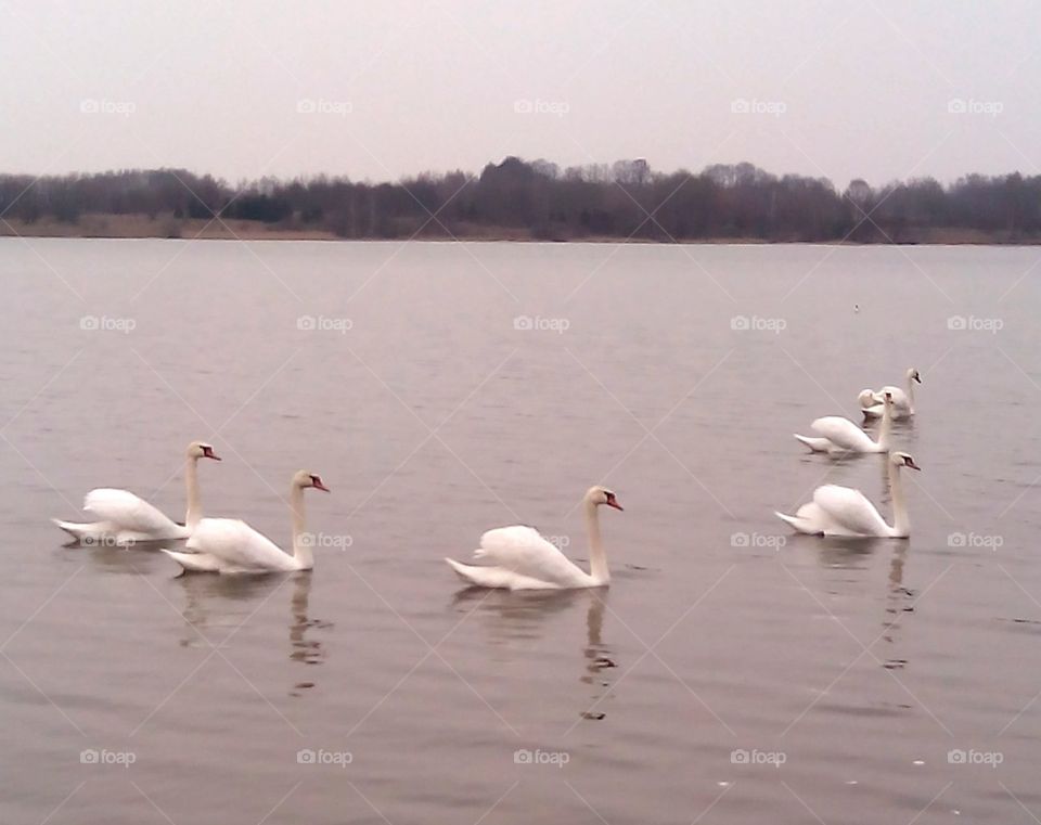 Swan, Goose, Bird, Lake, Waterfowl