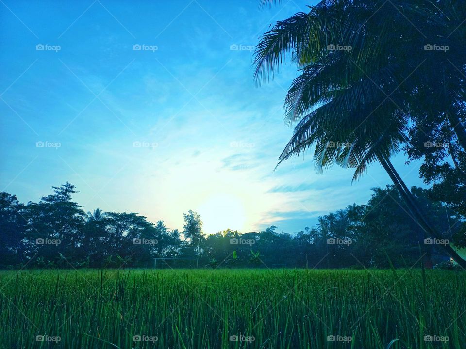 When the sun rises in the rice fields