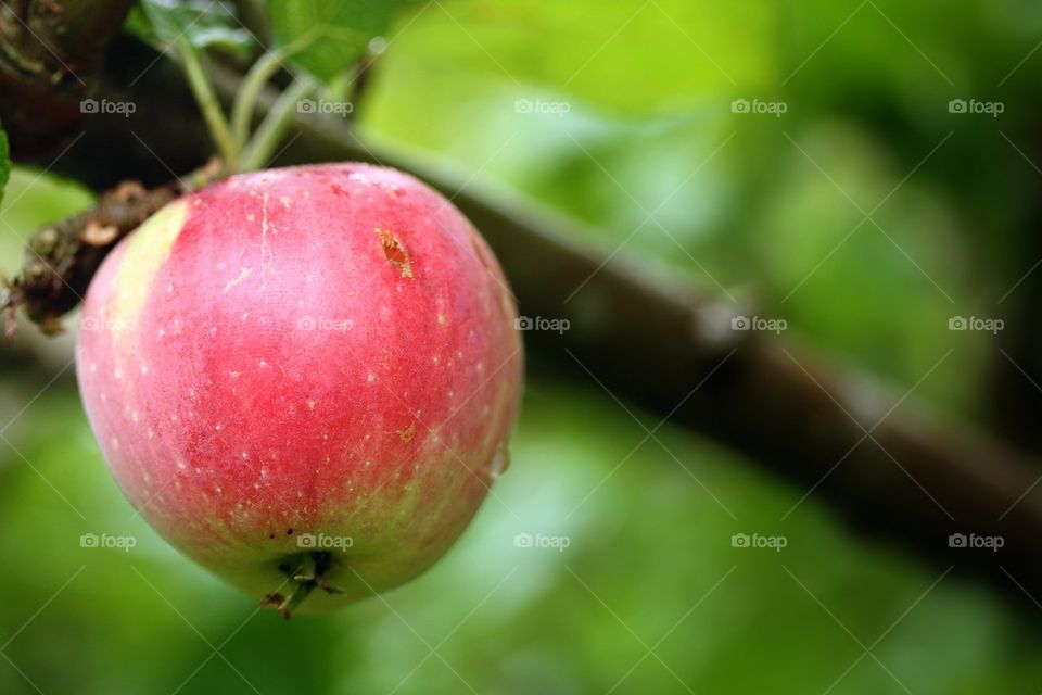 One apple