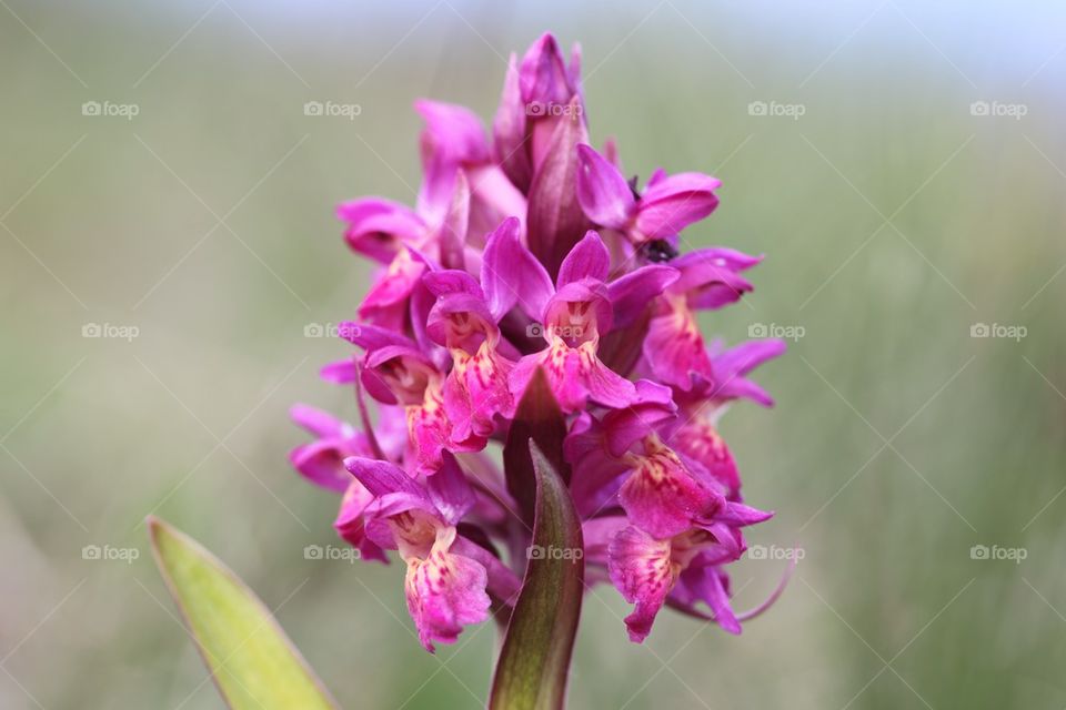 Wild orchid