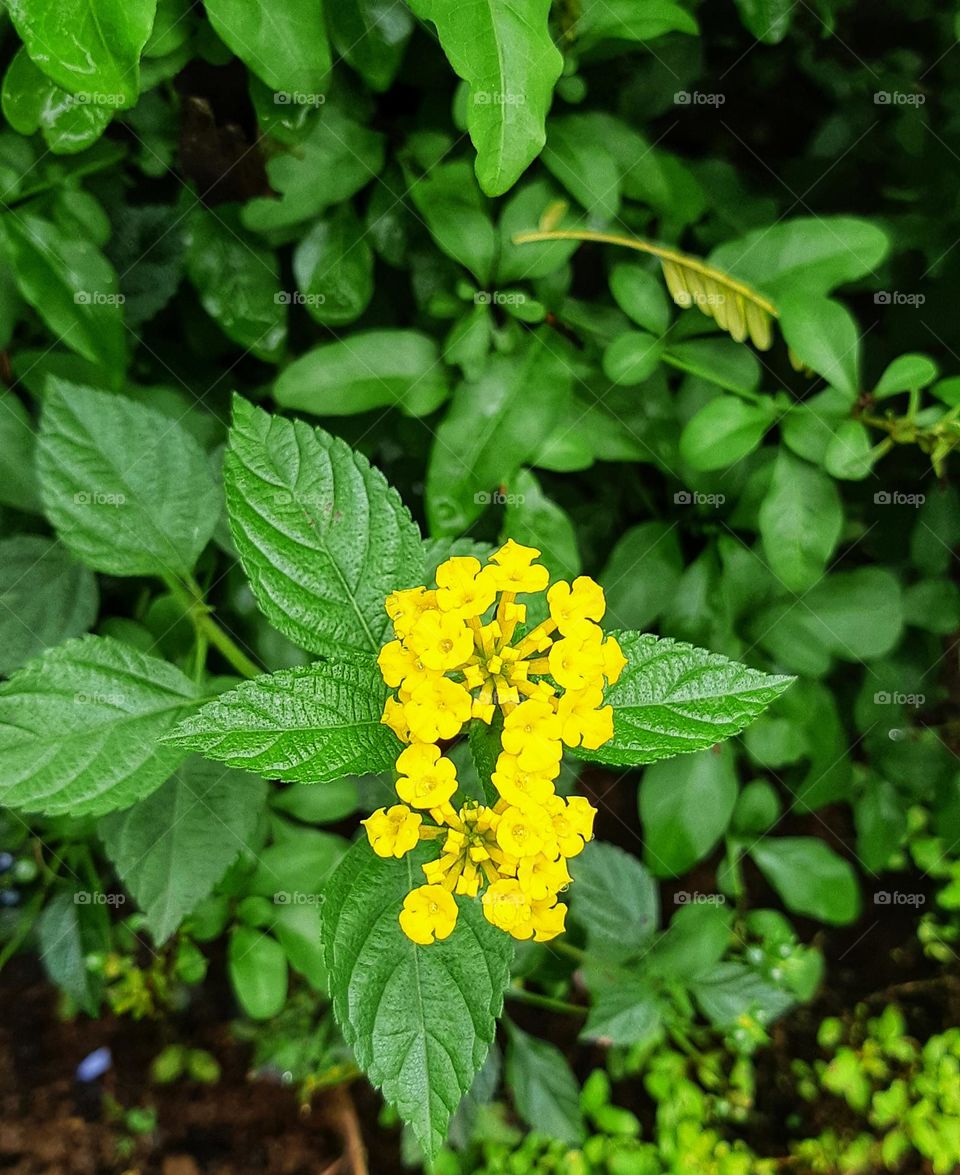 Beautiful yellow colour of trailing lantana flower surrounded by green leaves in the garden