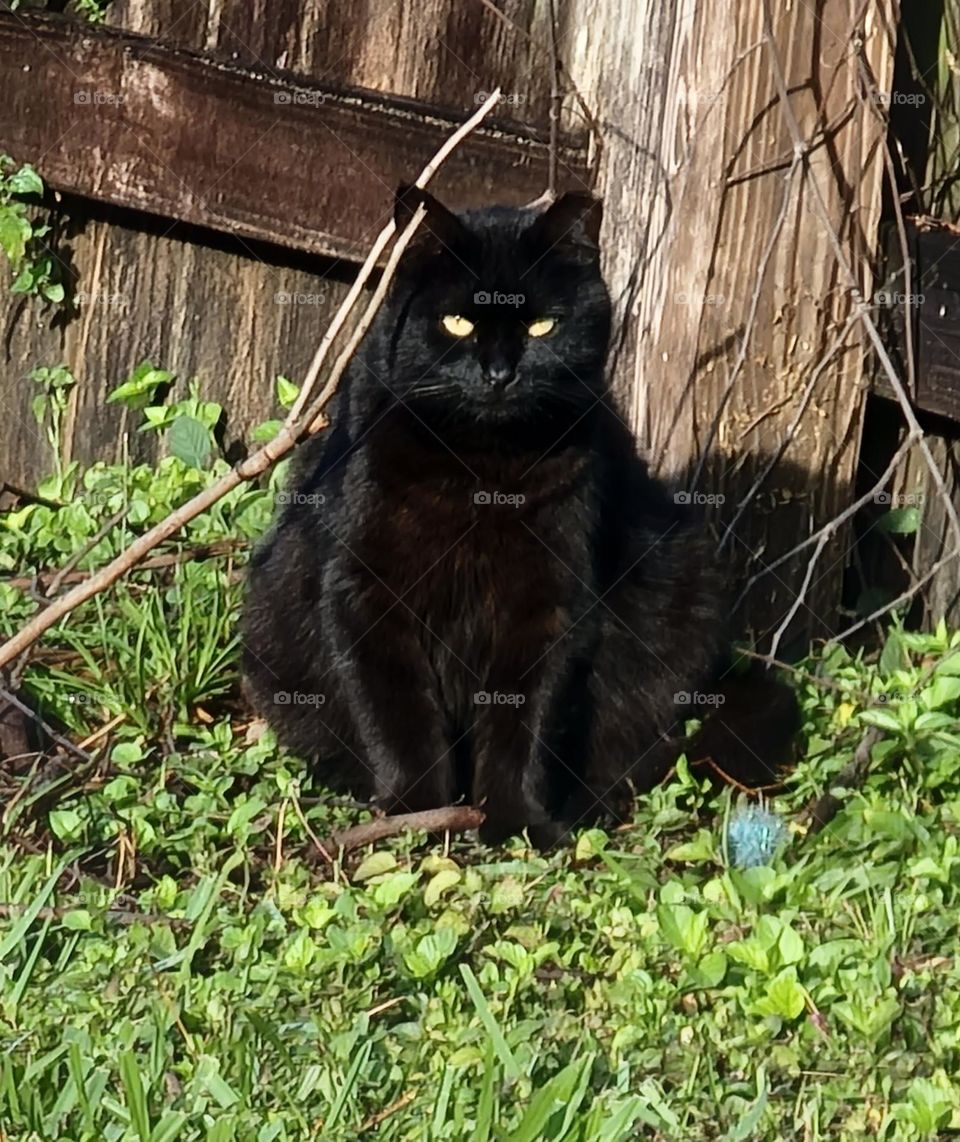 Chubby stray mama cat. This cat we call mama cat and she and her children never parted. They are strays but stuck together.
