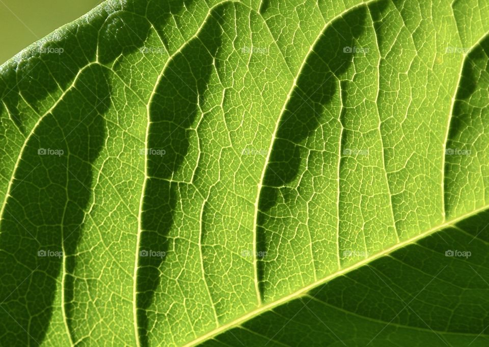 Leaf macro with sun and shadow