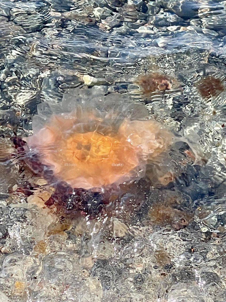 Burning jellyfish 