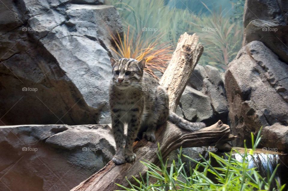 A fishing cat