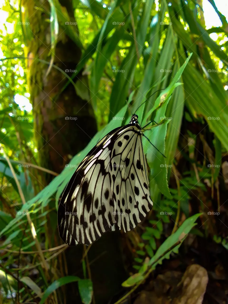 Sri lanka beautiful butterfly 💗
