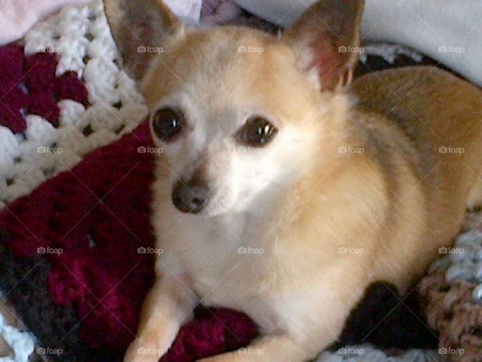 Chloe on Grandpa's bed during his final days.