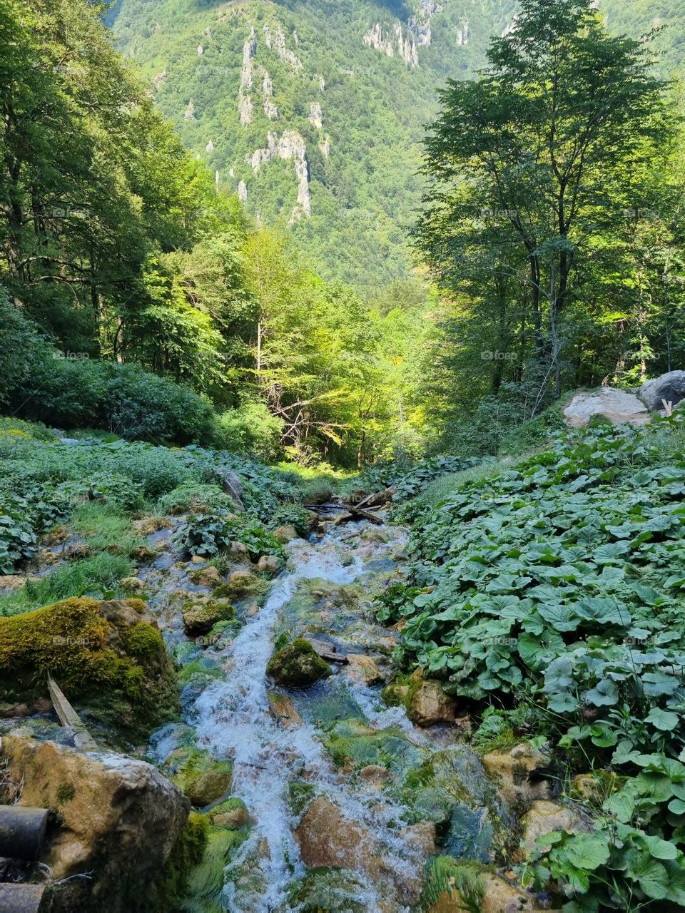 spring and green forests in the mountain