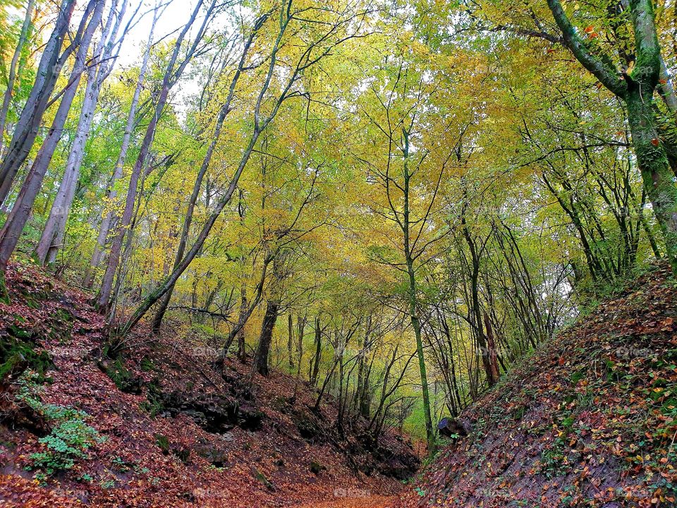 Лесная дорога