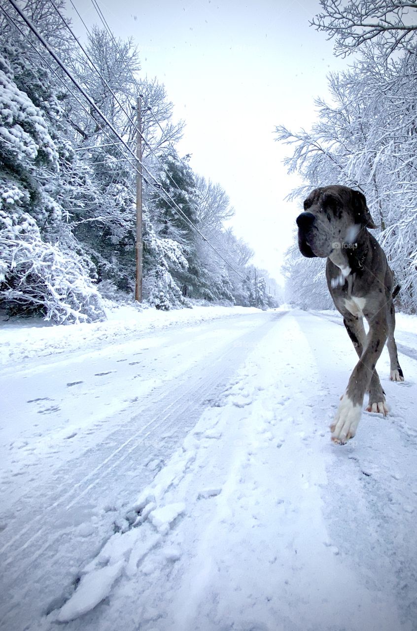 1 year old Great dane/Mastiff puppy trotting down a snow and ice covered road while snowing