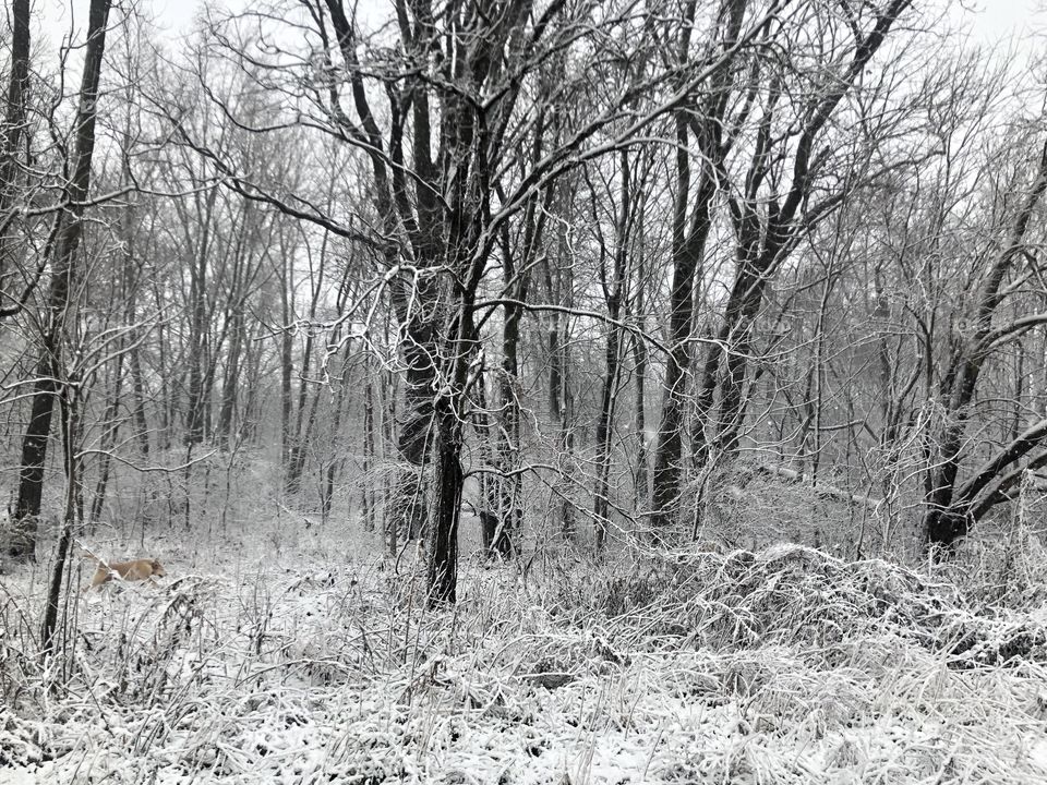 Winter woods 