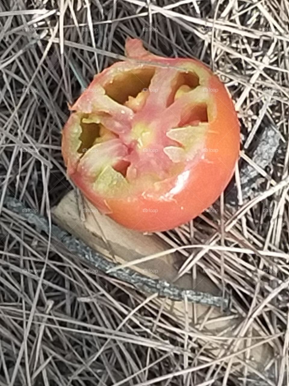 tómate cortado encima de la pinocha de los pinos canarios gran Canaria