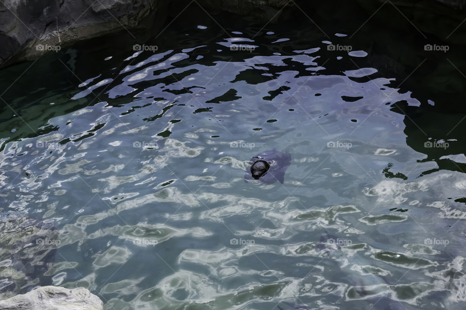 Seal alone in a water basin