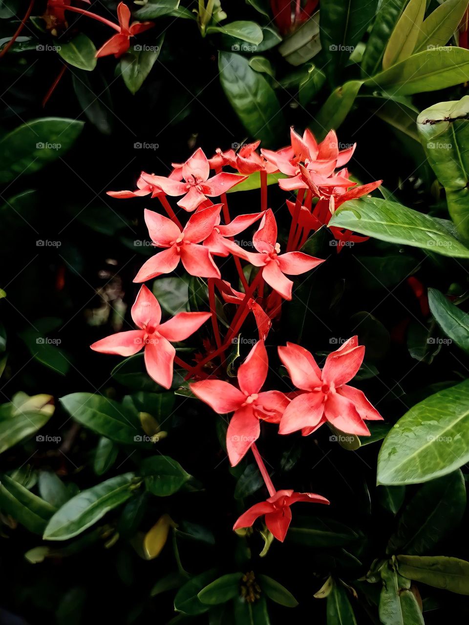 Ixora❤️