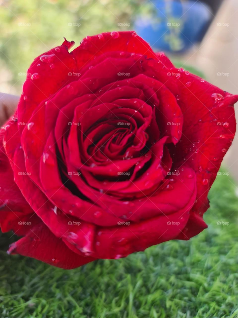 Roses are red