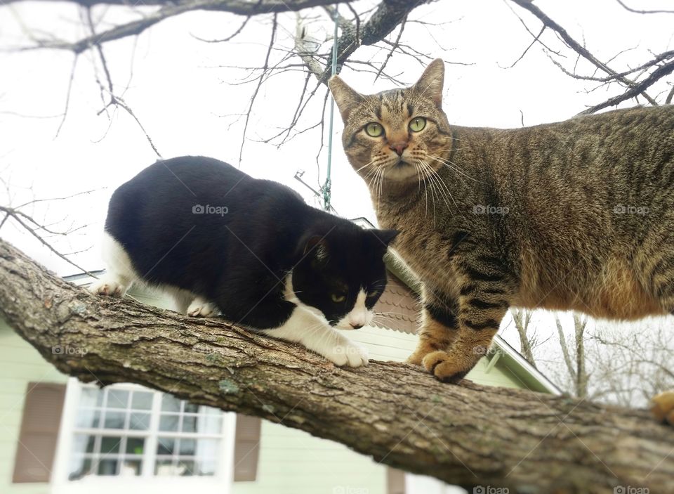 A black and white and a tabby cat up a tree