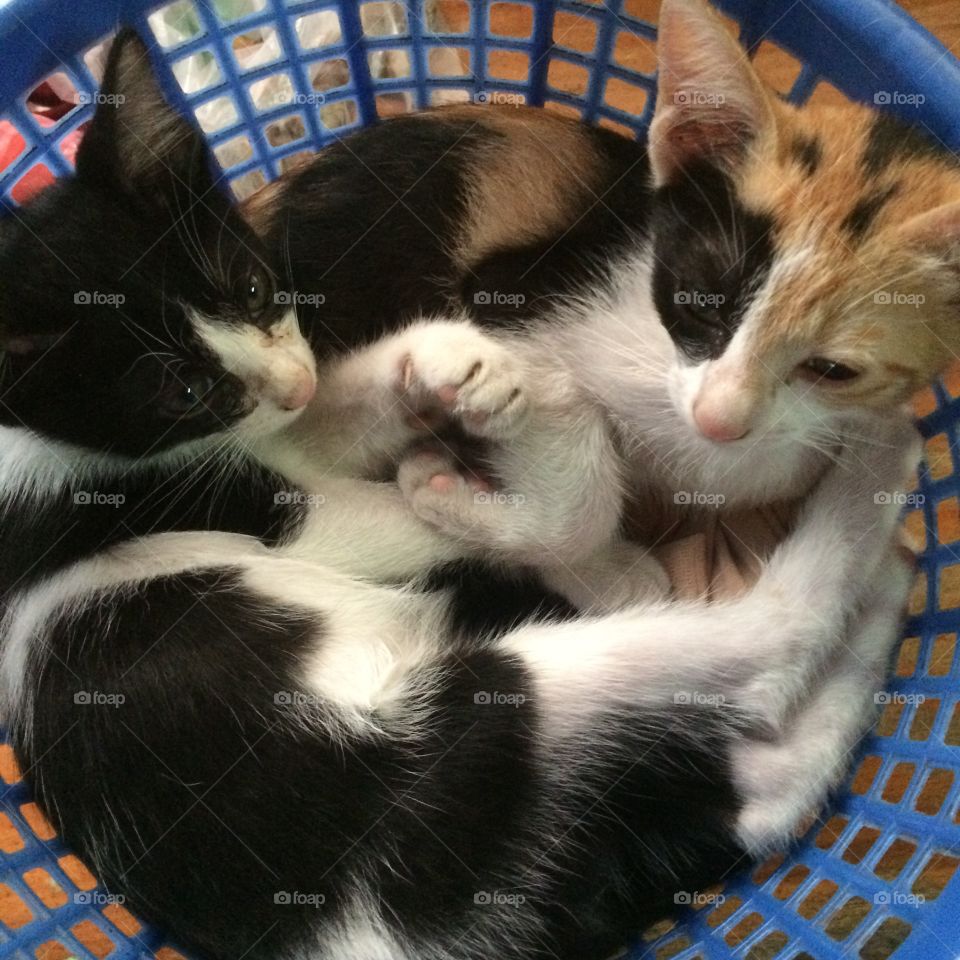 Kitten in the basket 