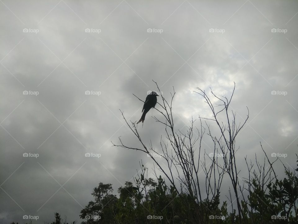 Cloudy environment before the rain in rainy days. Bird is chirping, sit over the branch of tree 🌲