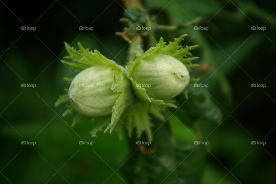 Close-up of fresh green hazel tree