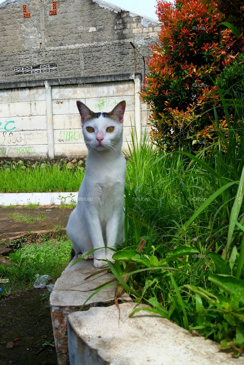 A female cat sitting in the broken concrete fence with plants around her. Photo taken in late afternoon.