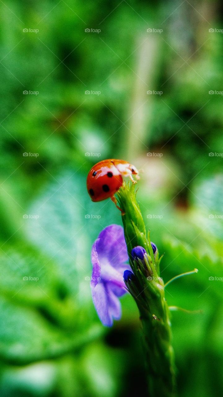Small insects at the end of the stem.