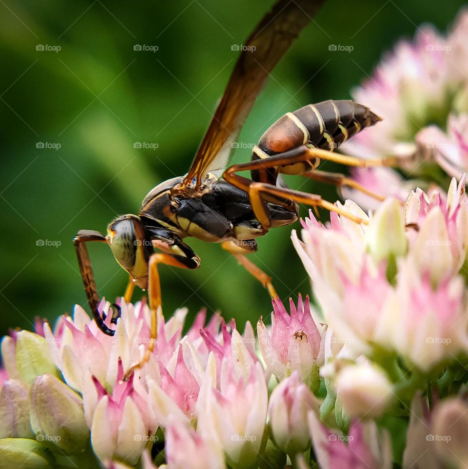 A busy wasp that landed on pink flowers I caught while hiking one summer afternoon in Ohio #mobileseries