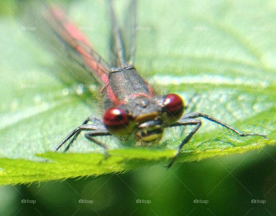 Insect, Dragonfly, Wildlife, Nature, Fly