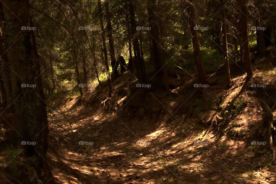 A path into the forest of wonders,with a dance betwenn lights and shadows on the edge.