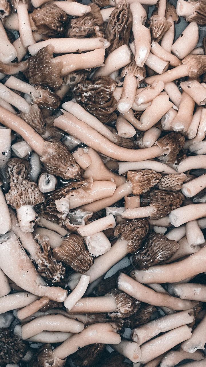 Wild spring mushrooms Verpa bohemica preparing for cooking