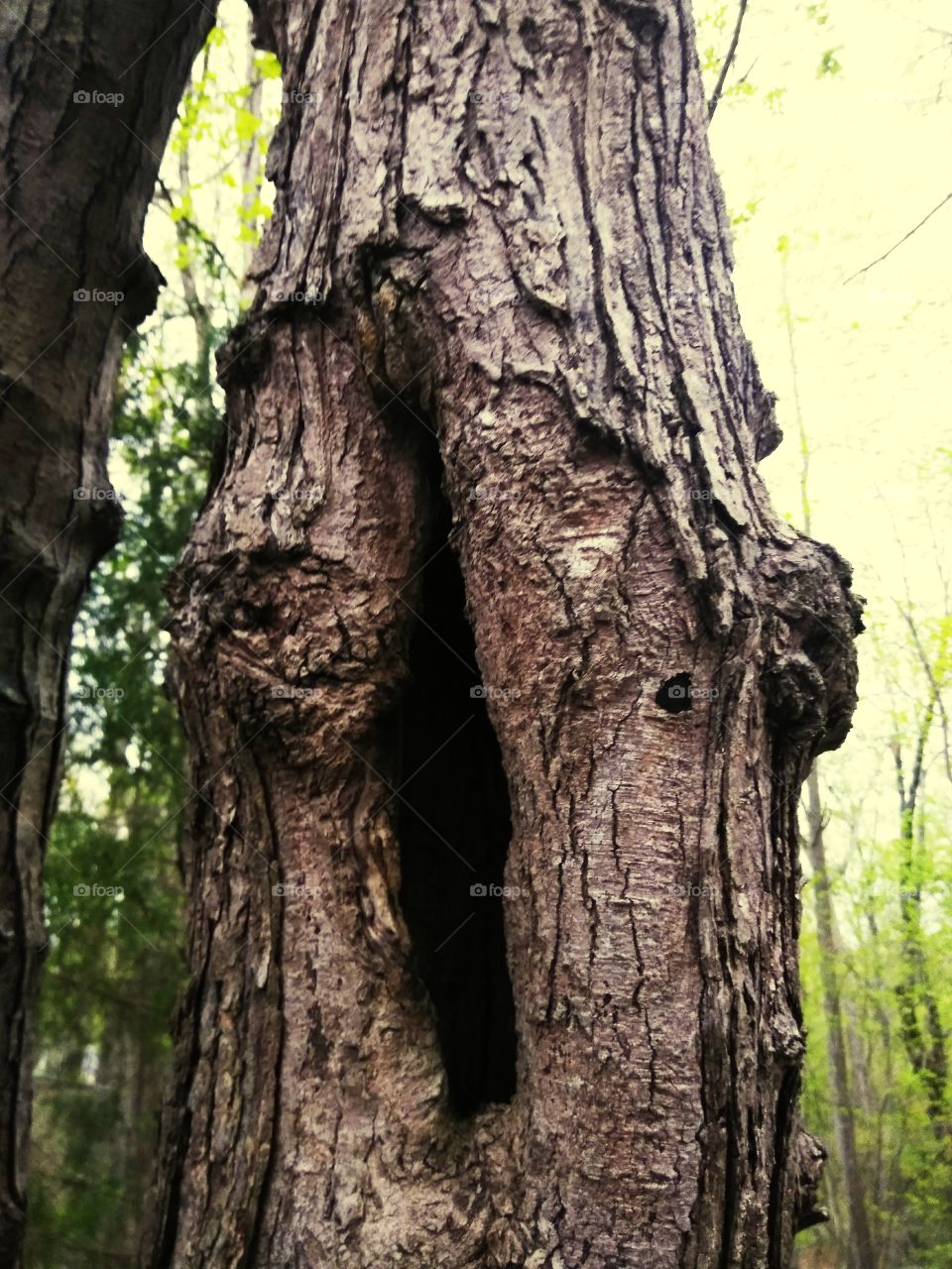 Very interesting hole in a tree.