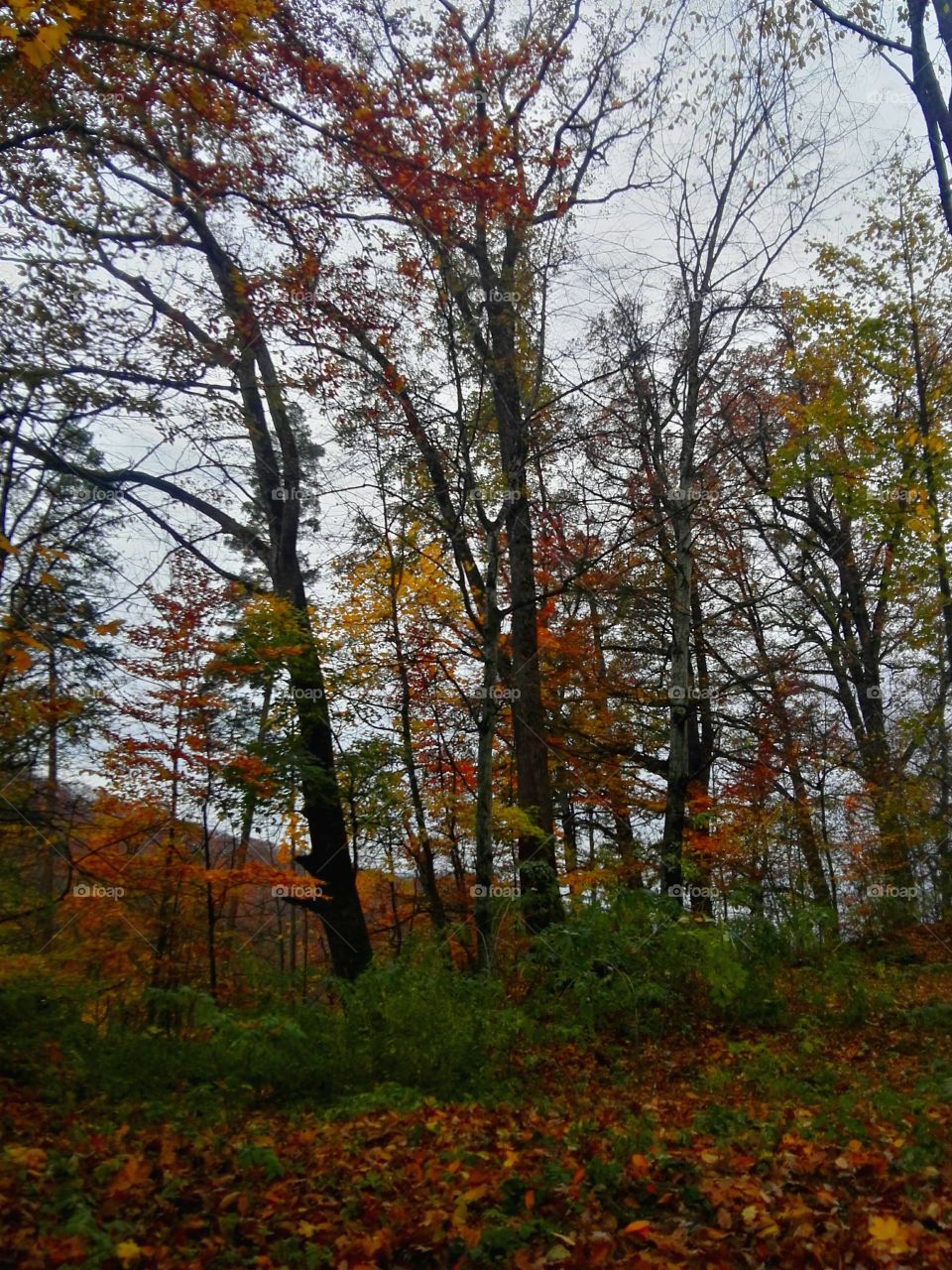 trees. Sovata. Romania