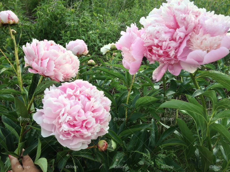 Peony