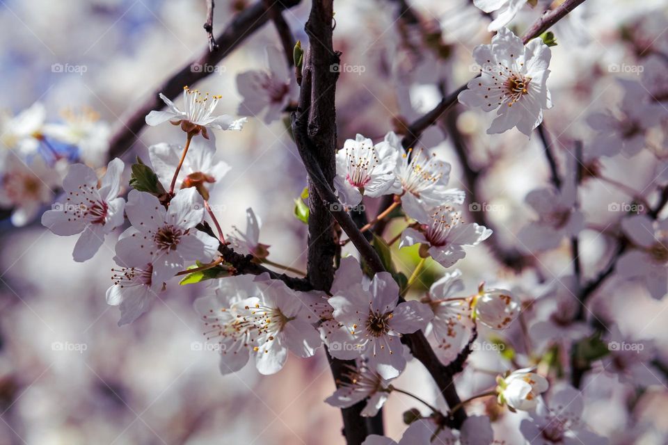 white blooming tree