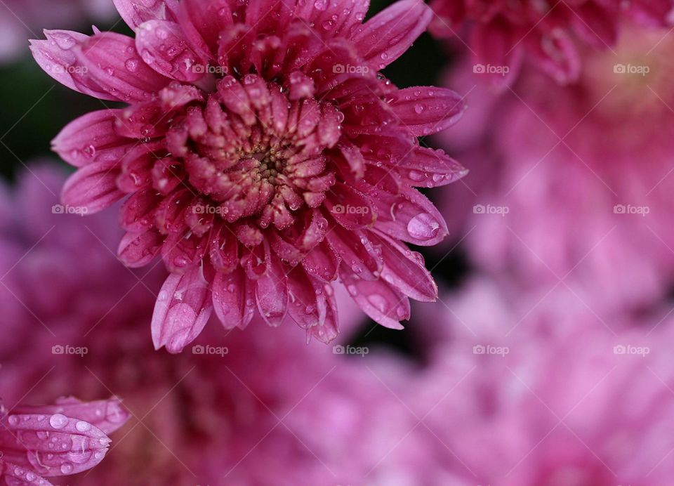 Rosa Blume Nahaufnahme