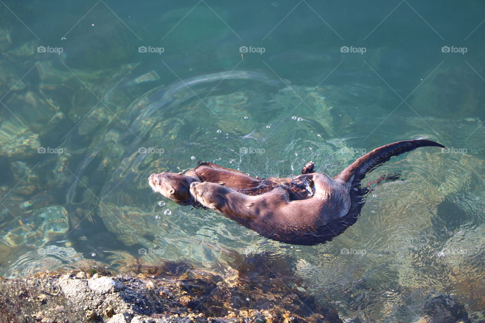 Otters in love