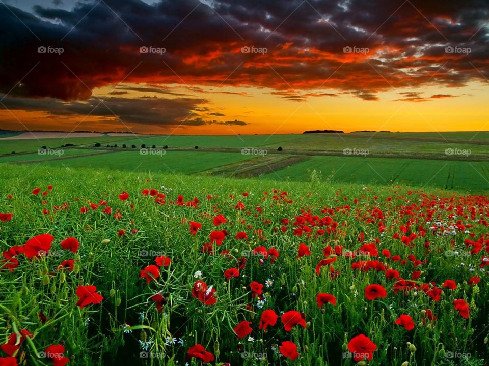 poppy, flowers, pretty, beautiful, sunset, clouds, landscape, green,
