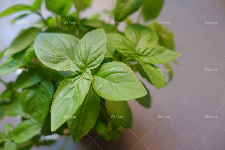 Home gardening: basil