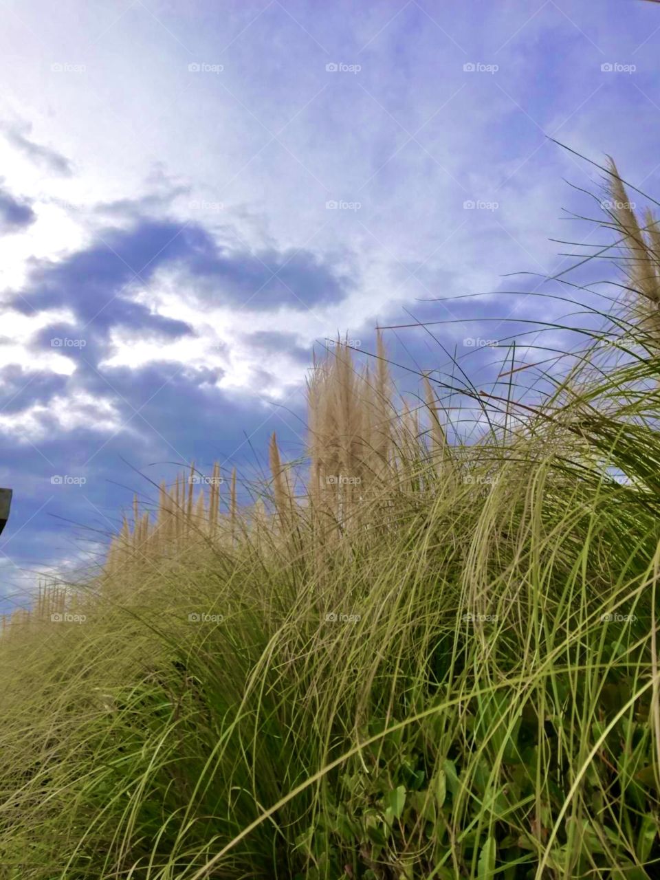 Spotted today on my walk.