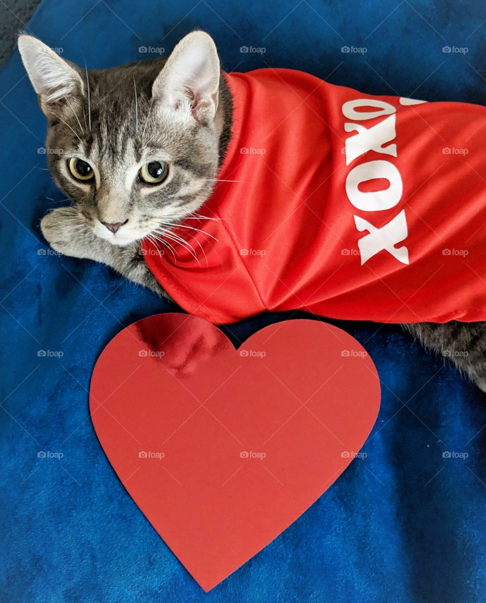 Animals in our daily life