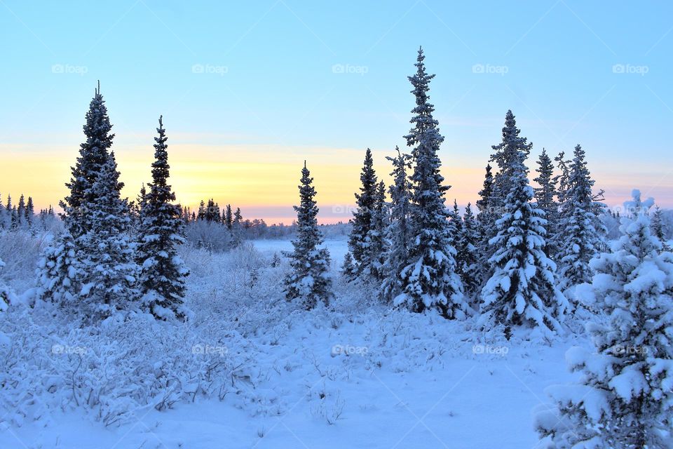 Winter day,frosty morning,winter silence,winter forest,frosty forest,frosty dawn,frosty sunset,winter dawn,Christmas trees in the snow,winter,frost,forest,evening,morning,winter sun